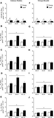 Skeletal Muscle Adaptations to Exercise Training in Young and Aged Horses